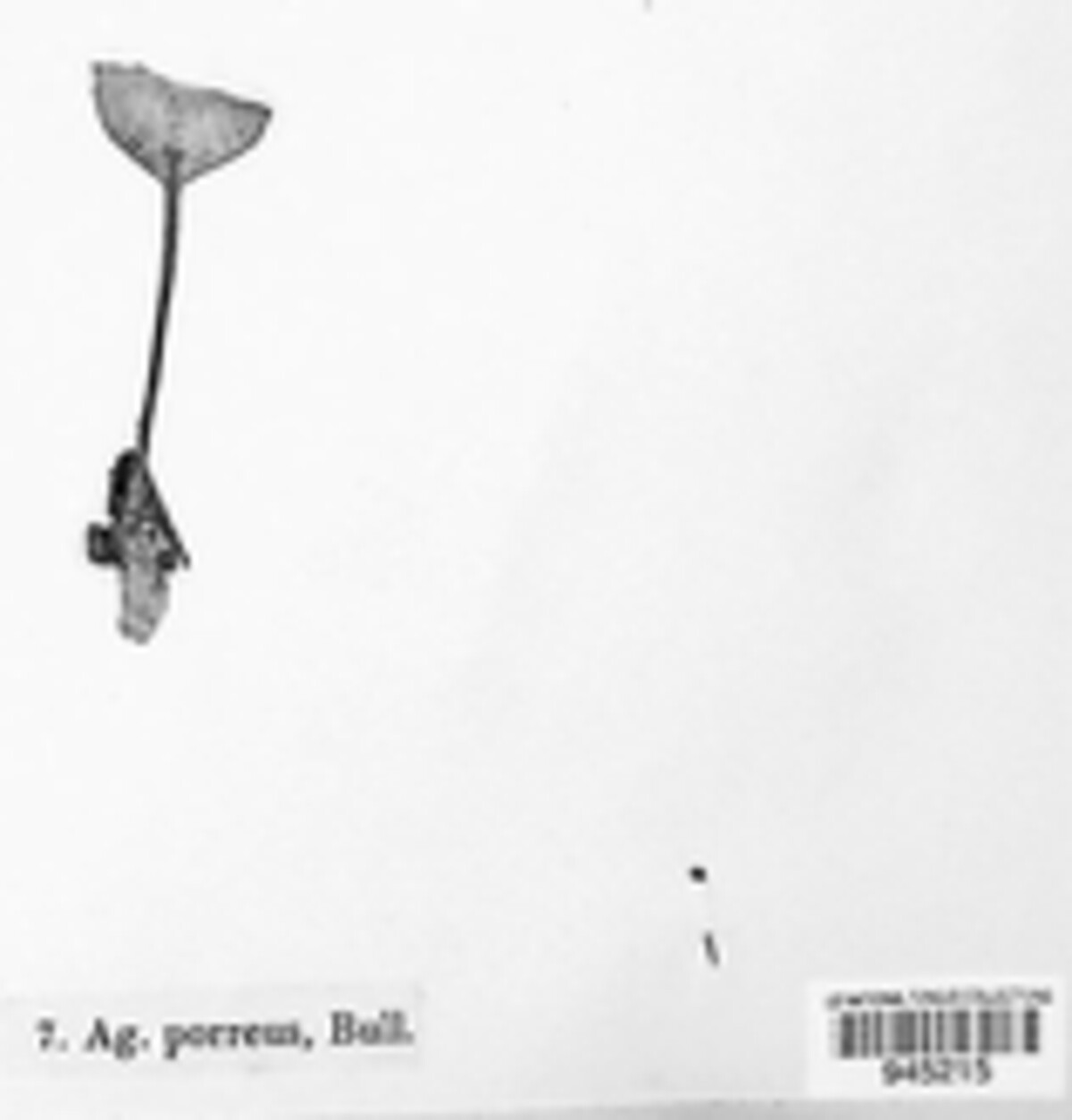 Agaricus porreus image